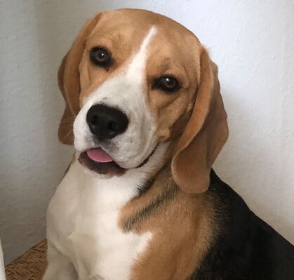 Theodor, 2 aus Bremen