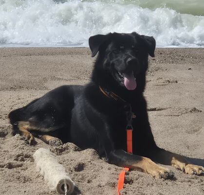 Balu, 1 aus Reeßum