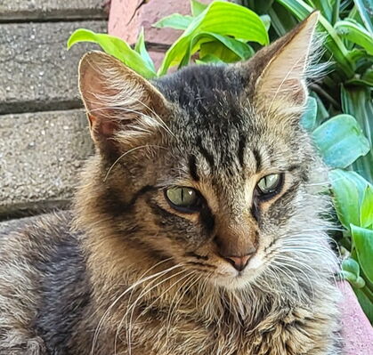 Miekesch, 8 aus Bremen