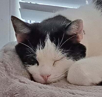 Pauline, 3 aus Bremen