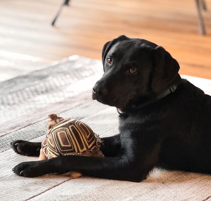 Pepe, 1 aus Bassen