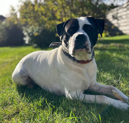 Vito, 9 aus Ottersberg