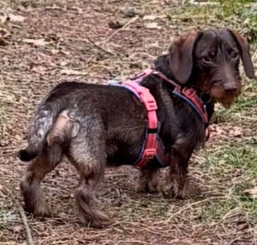 Frieda, 8 Monate aus Hepstedt