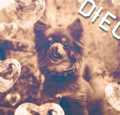 Diego, 13 aus Oyten