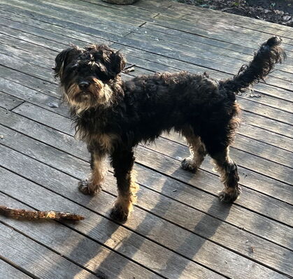 Kalle, 2 aus Taaken