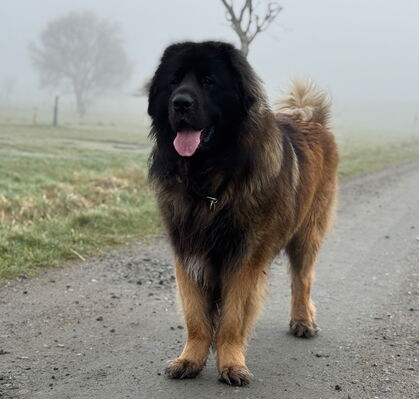 Rudi, 2 aus Butjadingen