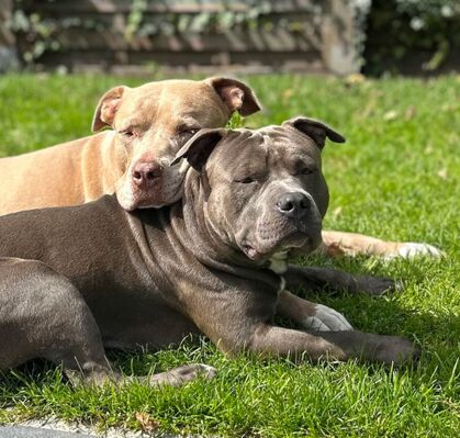 Sumo+Ninja, 1+9, aus Achim