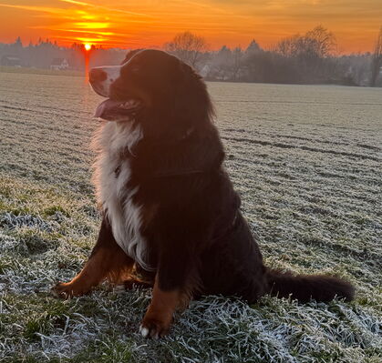 Champ, 2 aus Sagehorn