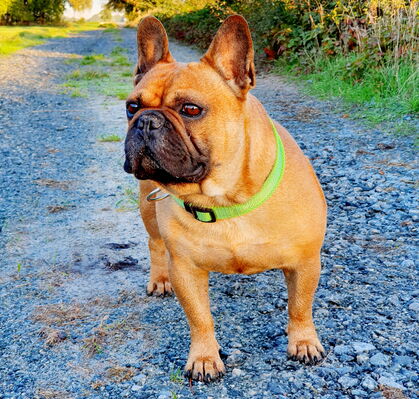 Fridolin, 8 aus Lilienthal