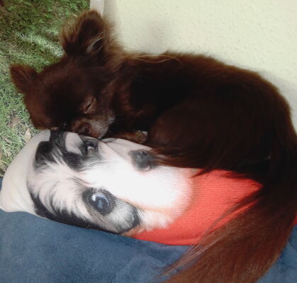 Leo, 7 aus Langwedel