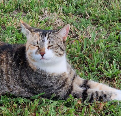 Lucy, 3 aus Achim