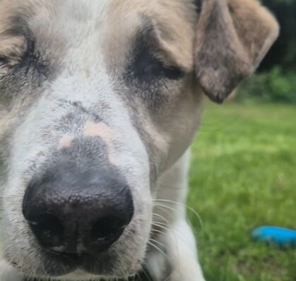 Lulu, 9 aus Otterstedt