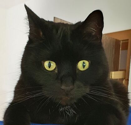 Rusty, 10, aus Lilienthal