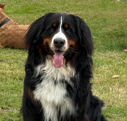 Champ, 3 aus Sagehorn
