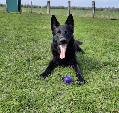 Quaras, 6 aus Delmenhorst