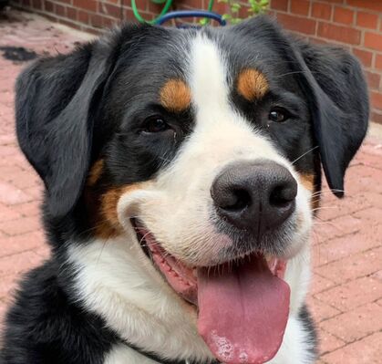 Bandit, 7, aus Fischerhude