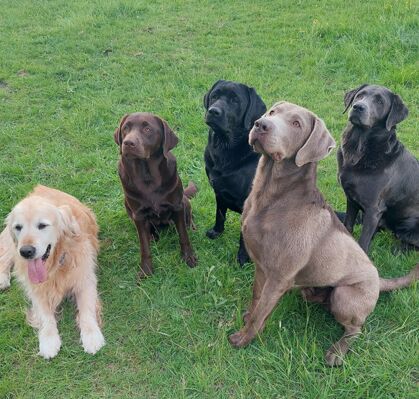 Boomer+Hazel+Diesel+Sam+Casey, 15+1+2+4+4 aus Lilienthal