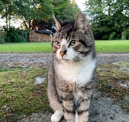 Hannes, 16,5 aus Vorwerk