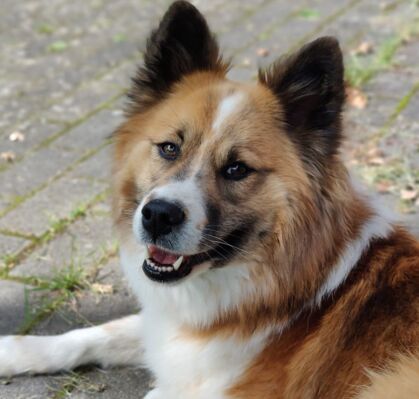 Coco, 2,5, aus Grasberg