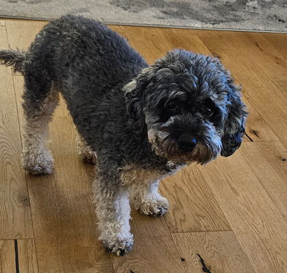 Lucy, 5 aus Grasberg