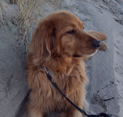 Ronda, 8,5 aus Ottersberg