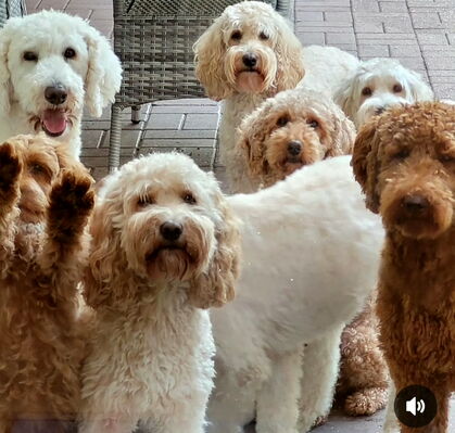 Cockapoo + Co aus Bremen